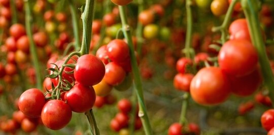 Tomatoes growing in a greenhouse